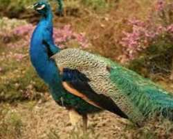 The zoo also owns an aviary where the visitors can The zoo also owns an aviary where the visitors can see several different types of birds including ostrich and cassowary. Some birds are kept in small